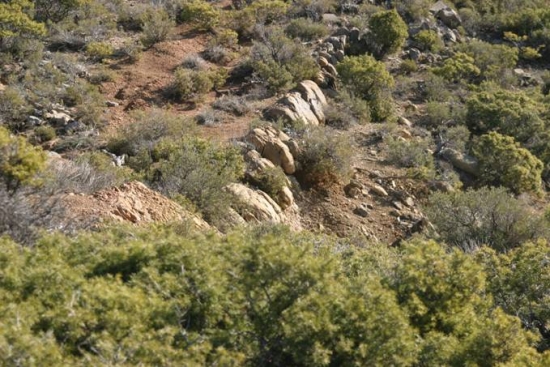 Garrigue