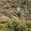 Garrigue