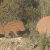 Les sangliers